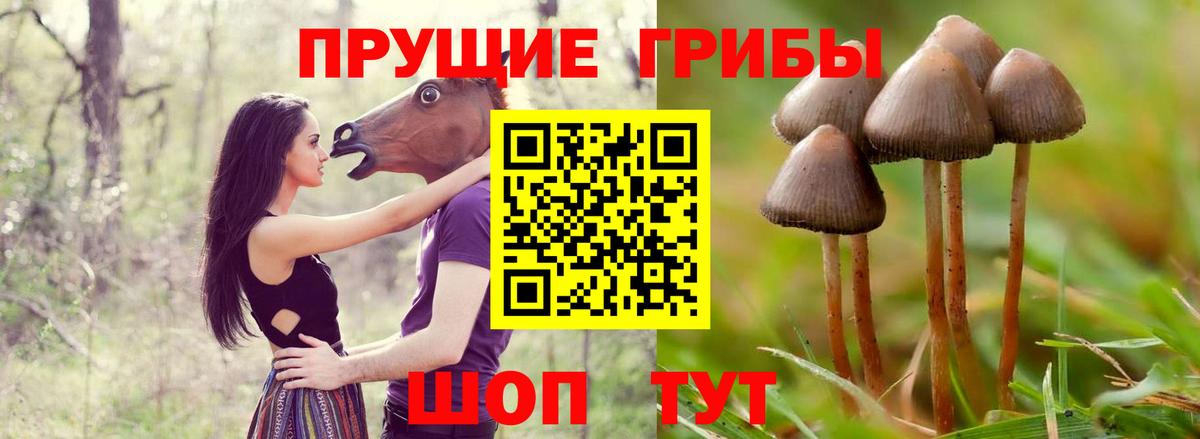 Галлюциногенные грибы Cubensis Междуреченск